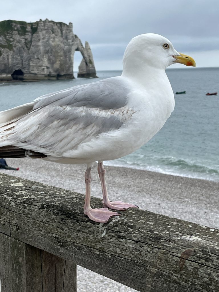 Etretat